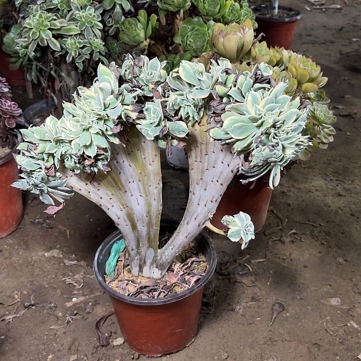 多肉植物法师灿烂缀27
