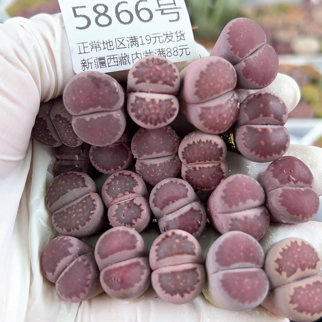 5866 好养易活生石花大母本20个