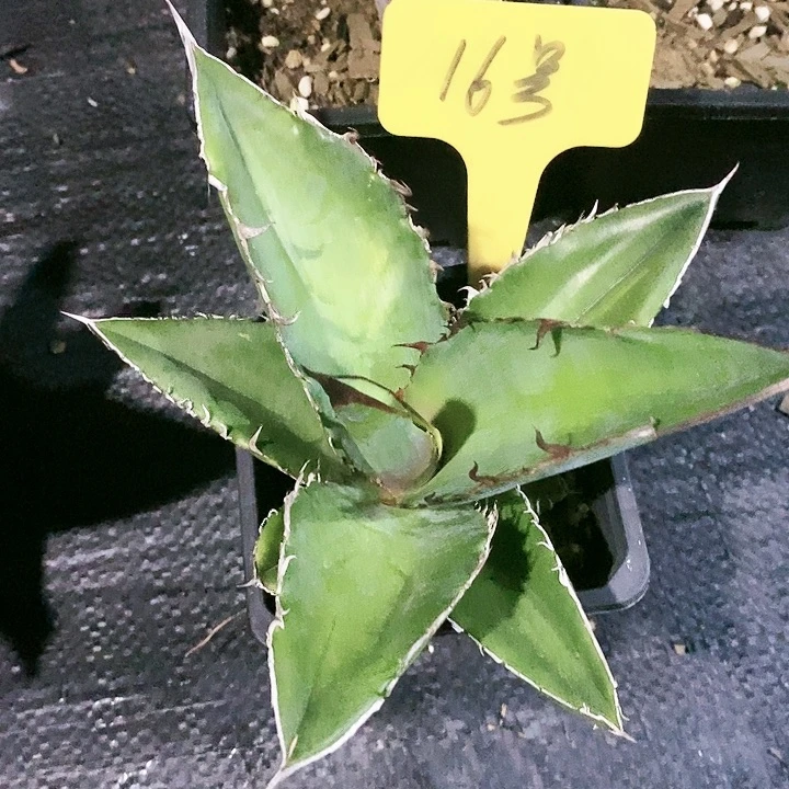 【闪购商品】无花朵龙舌兰狮尾