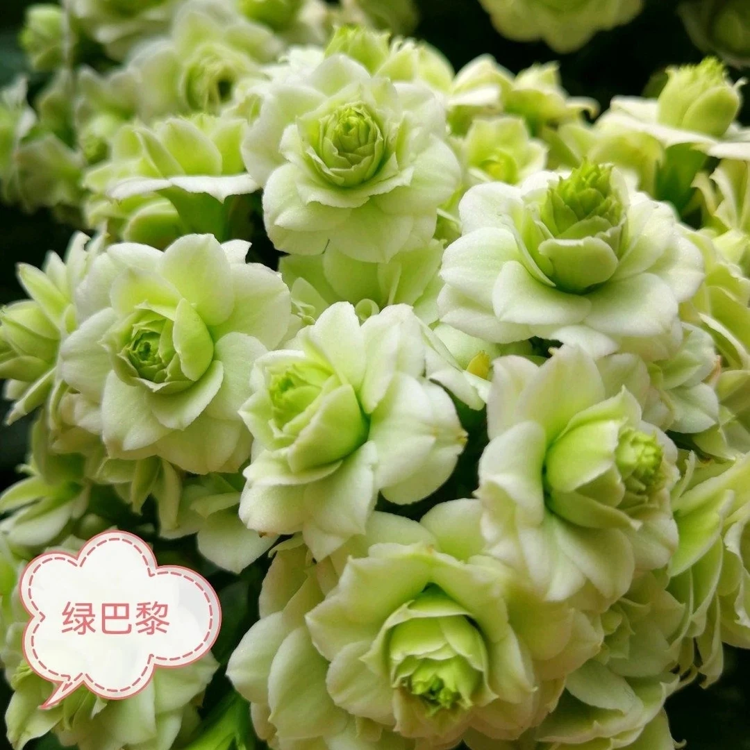 绿巴黎  带花苞110口径盆