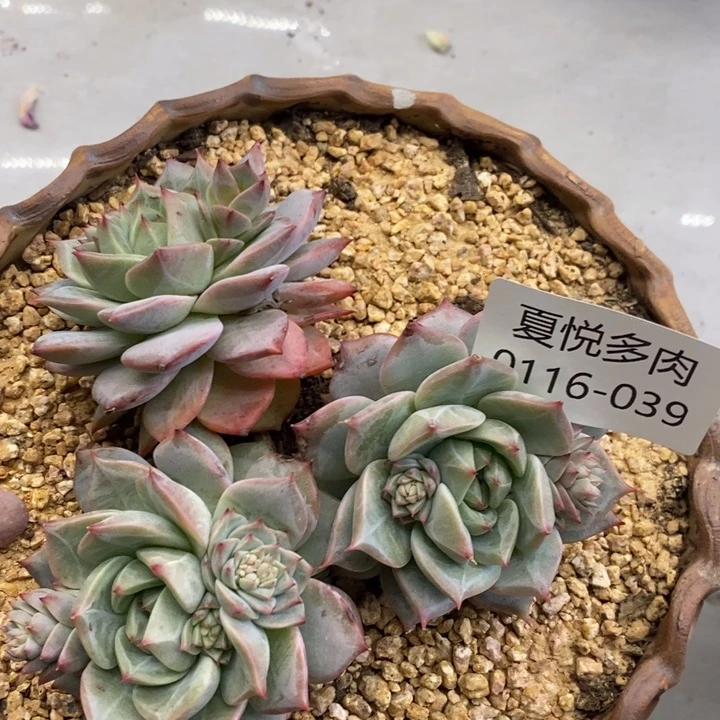 夏悦多肉0116-39蓝冰