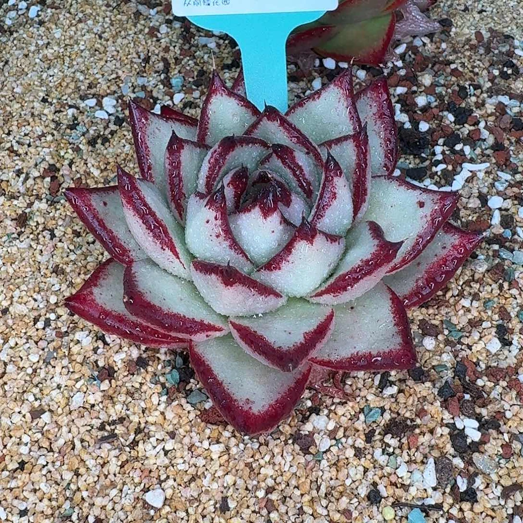 从前慢花园多肉0129-188