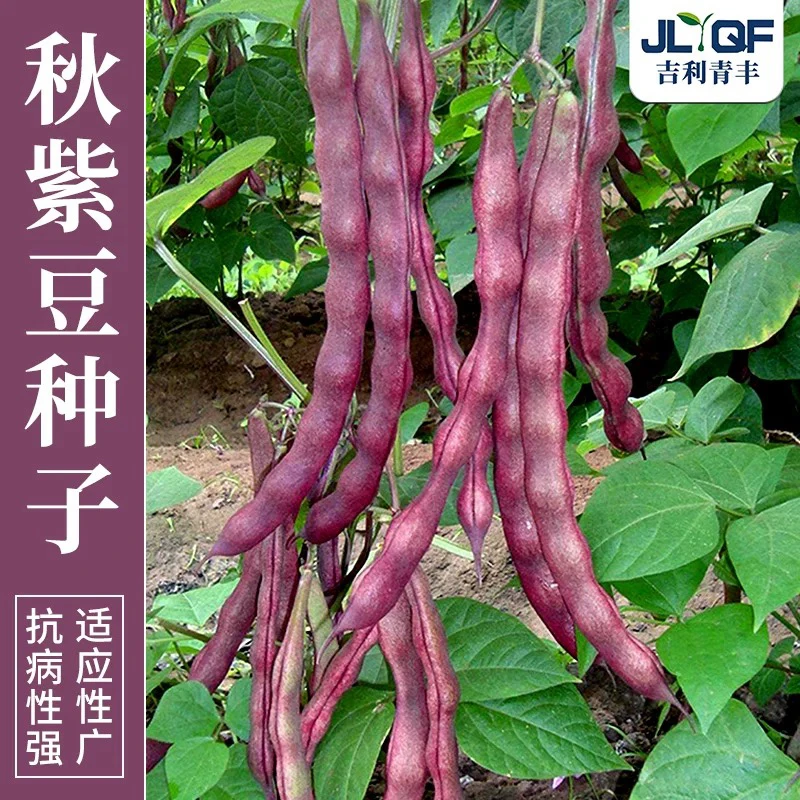 【锋嫂专属】八月忙冻死鬼豆角种子耐寒耐热高产无筋四季豆阳台种植
