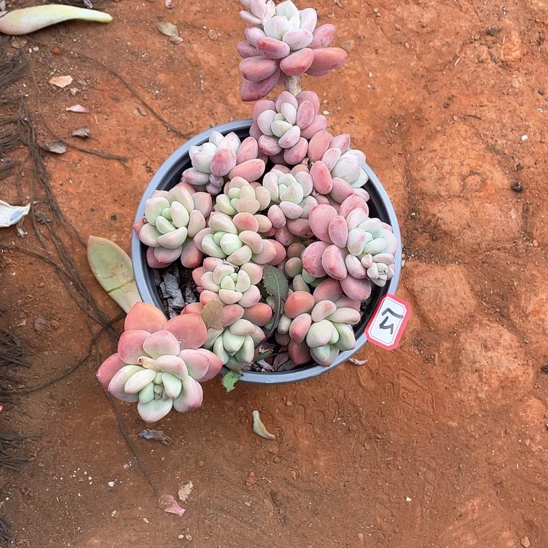 57洛神 一物一拍多肉