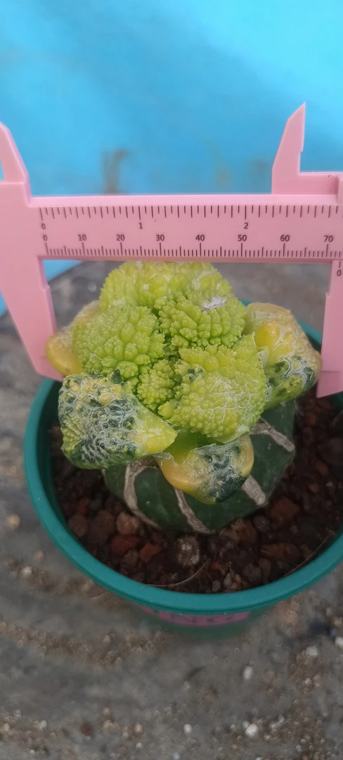 哥斯拉龟甲牡丹散斑拉丝花锦苗接草球盆栽防辐射好养
