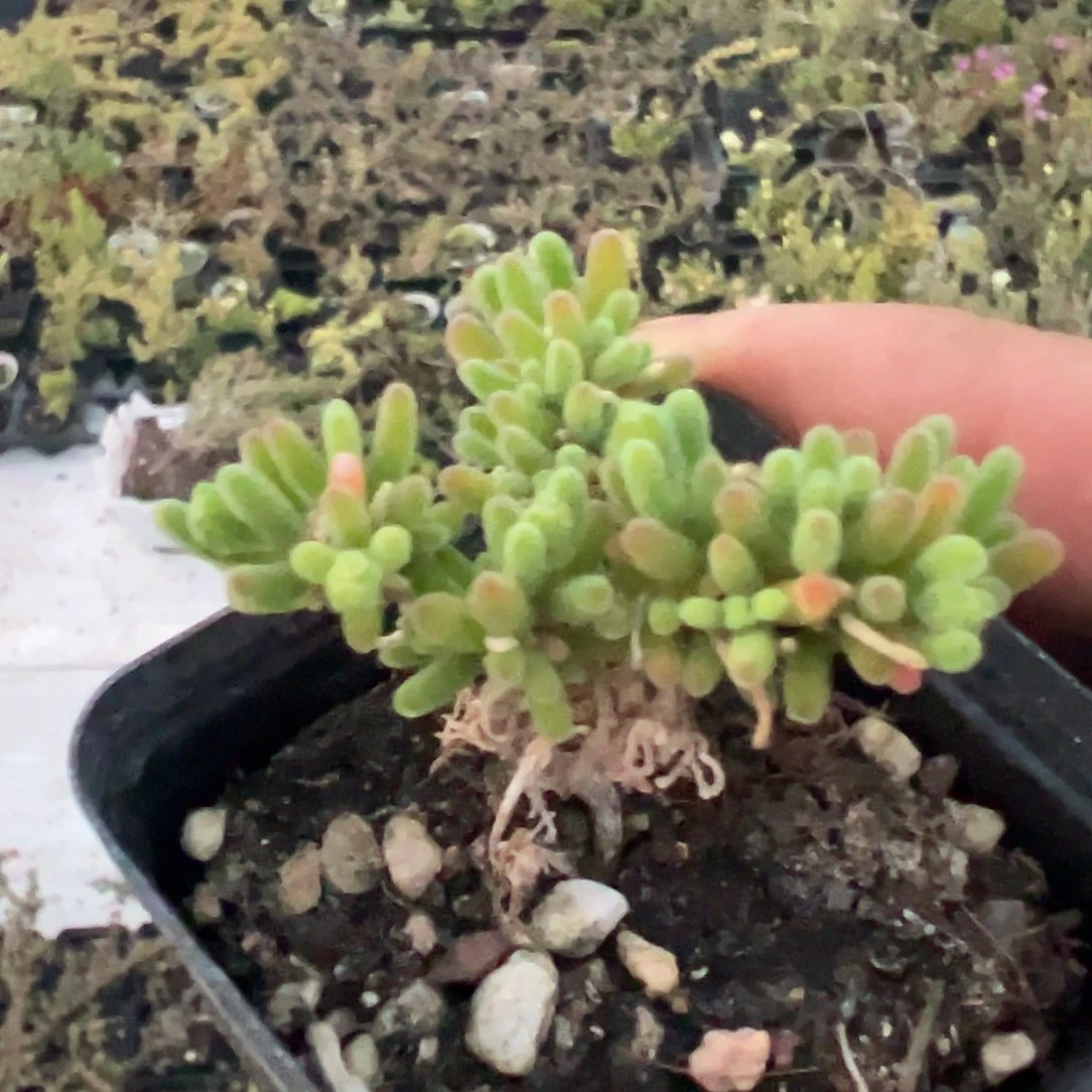 荧光兔55杯小可爱老桩