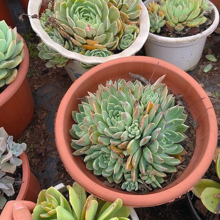 多肉植物。。。。。。。。。。。。