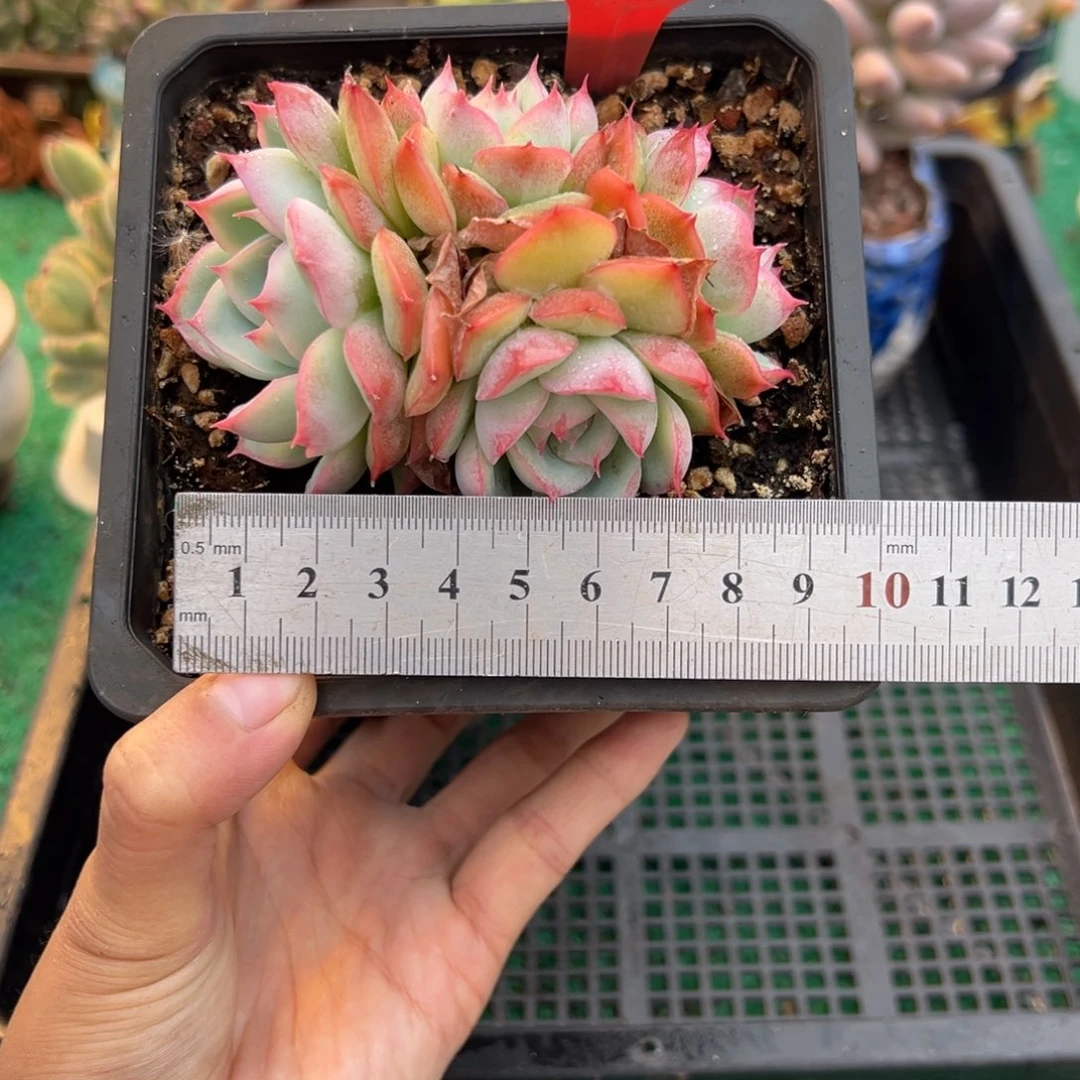 表妹精品多肉植物682.