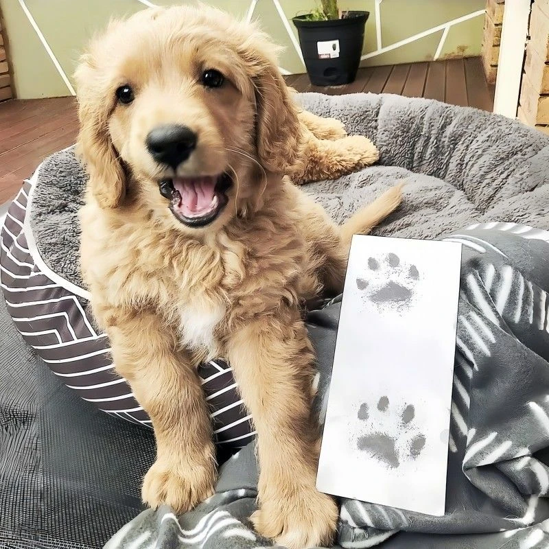 宠物爪印相册纪念明信片