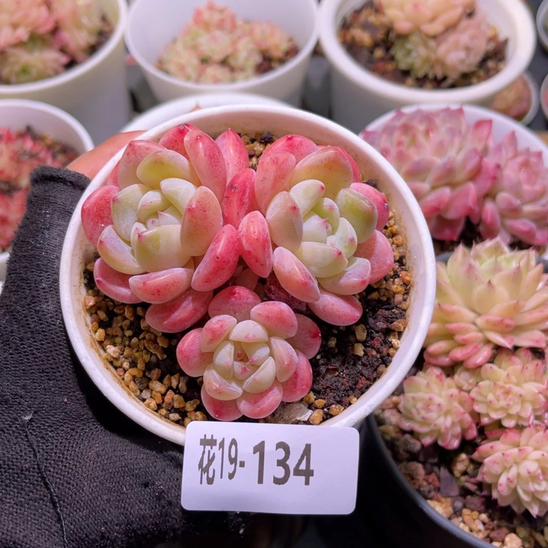 花19-134刚毅三头