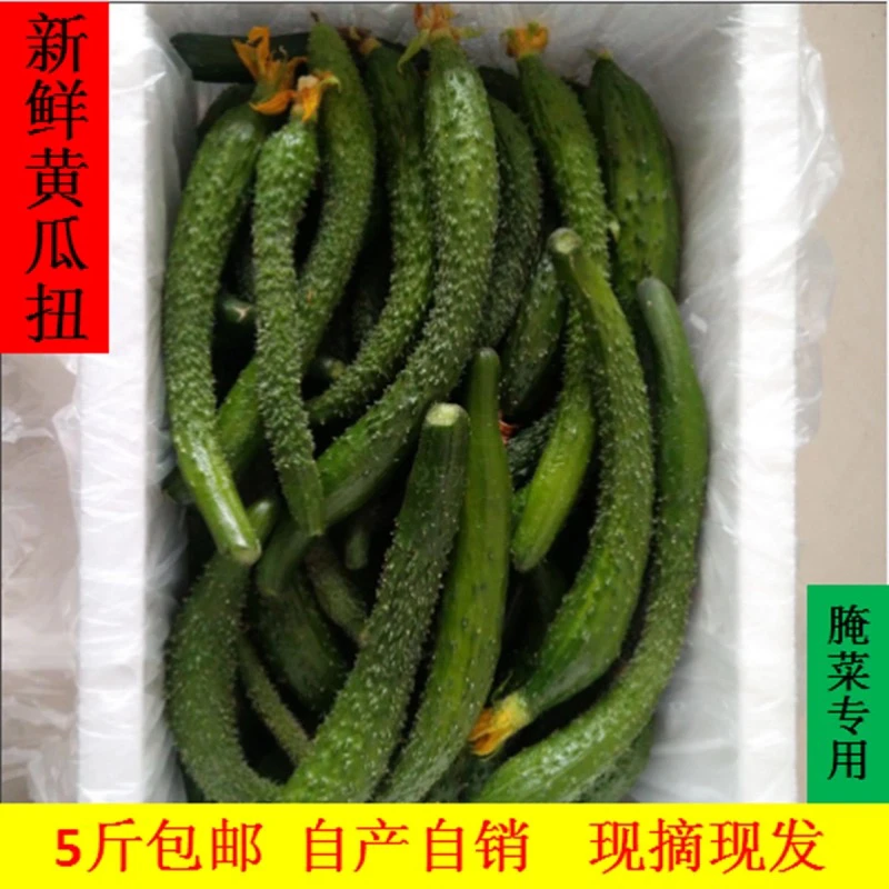 鲜嫩现摘黄瓜扭腌菜酱瓜凉拌生吃瓜扭。