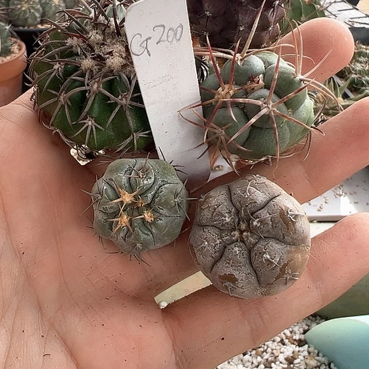 李***荣仙人球 什锦套餐G200