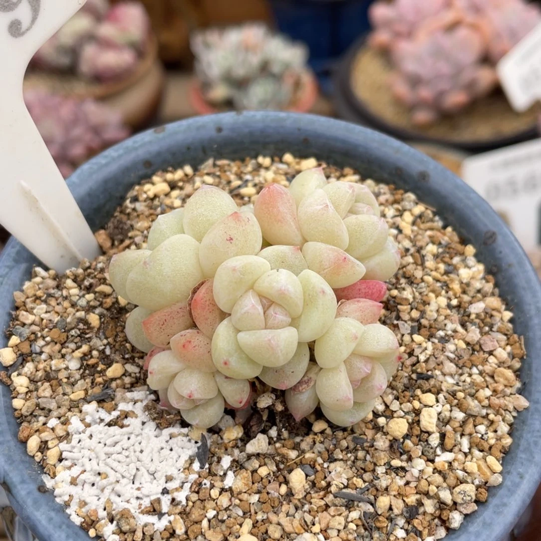 0679冰玉不带盆5厘米