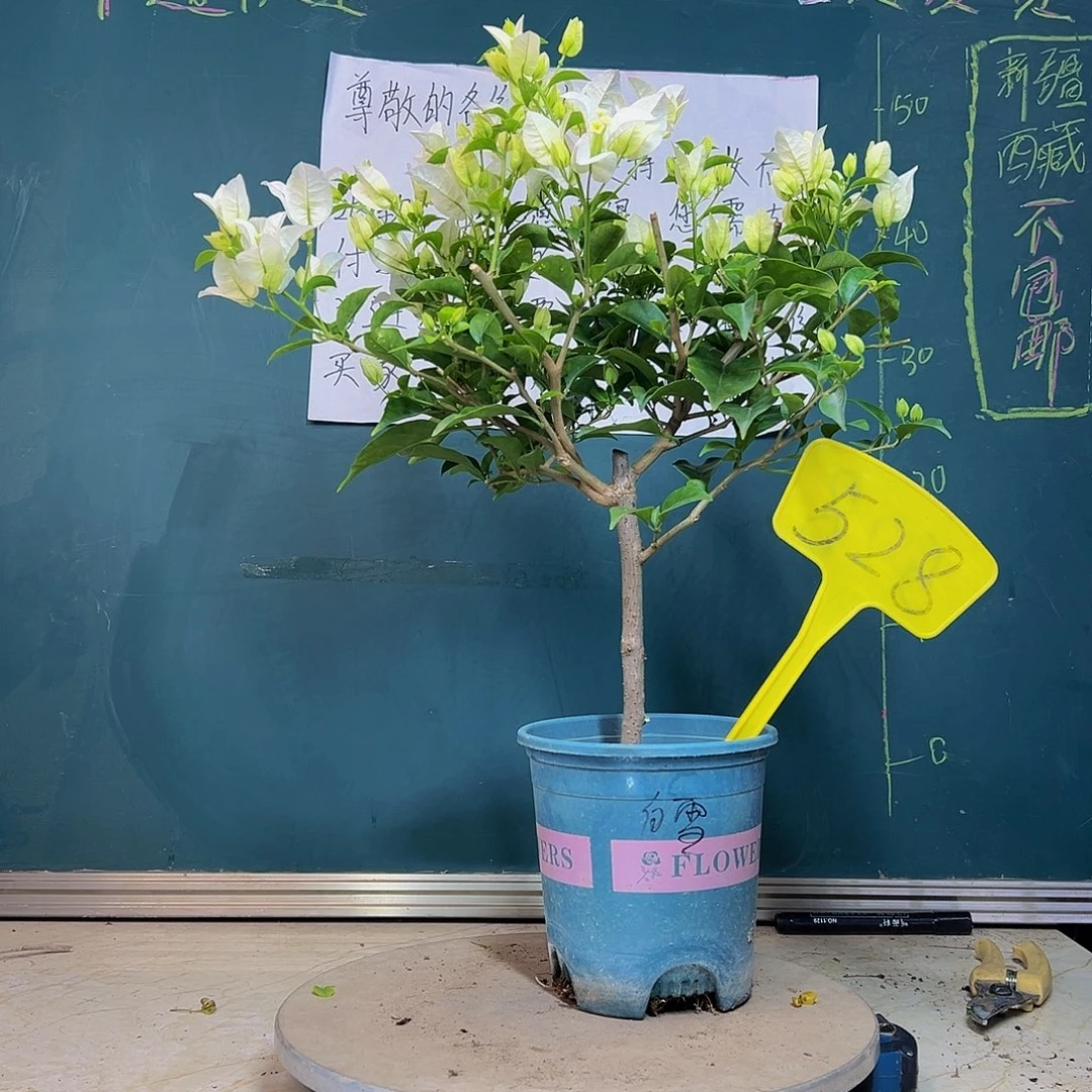 当前无花栽培后可以开花 白雪公主  528