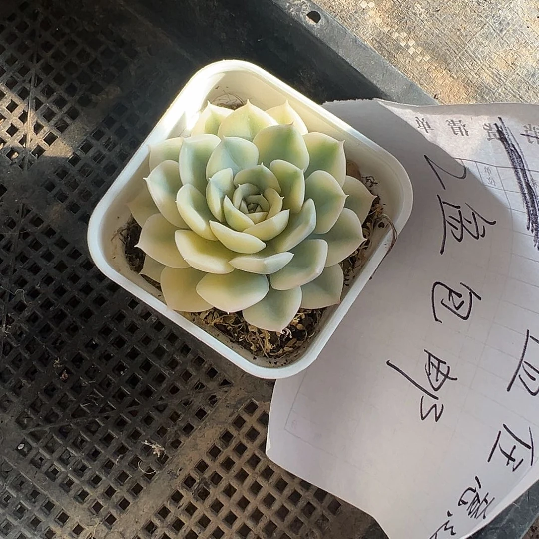 ℡****?多肉植物一物一拍