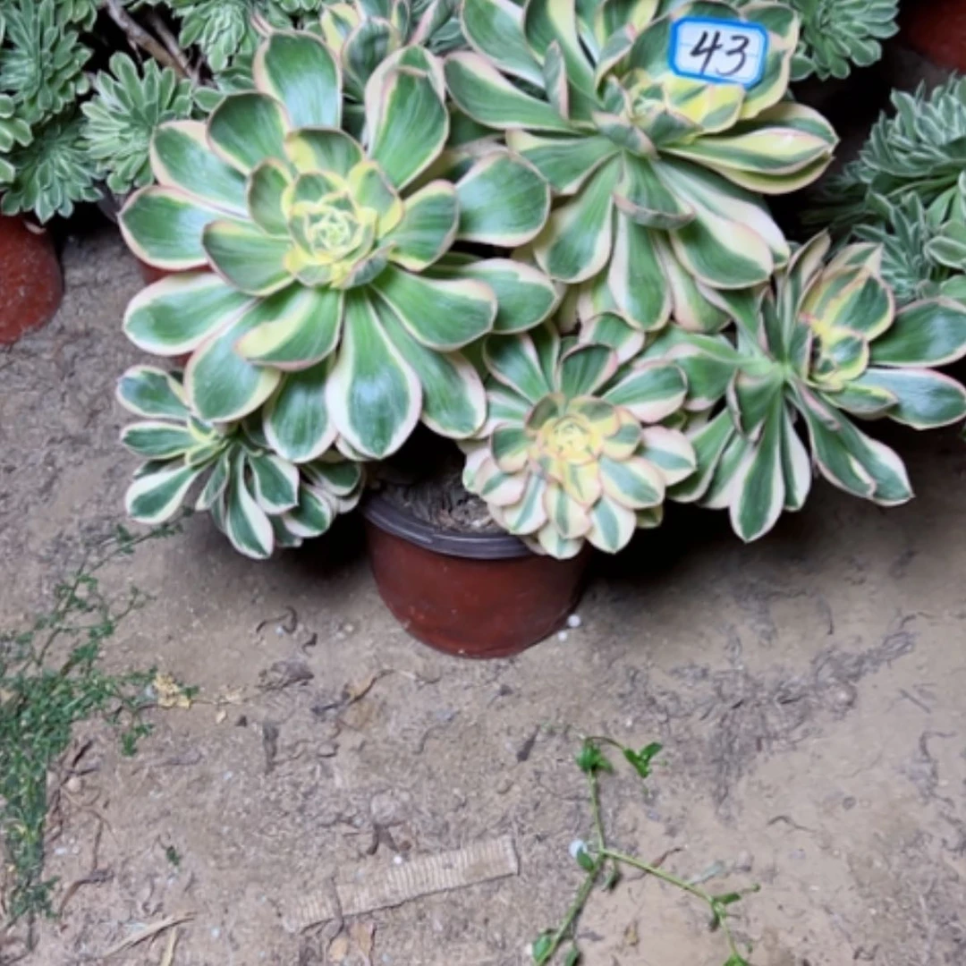 【闪购商品】扶*?多肉植物艳姿43