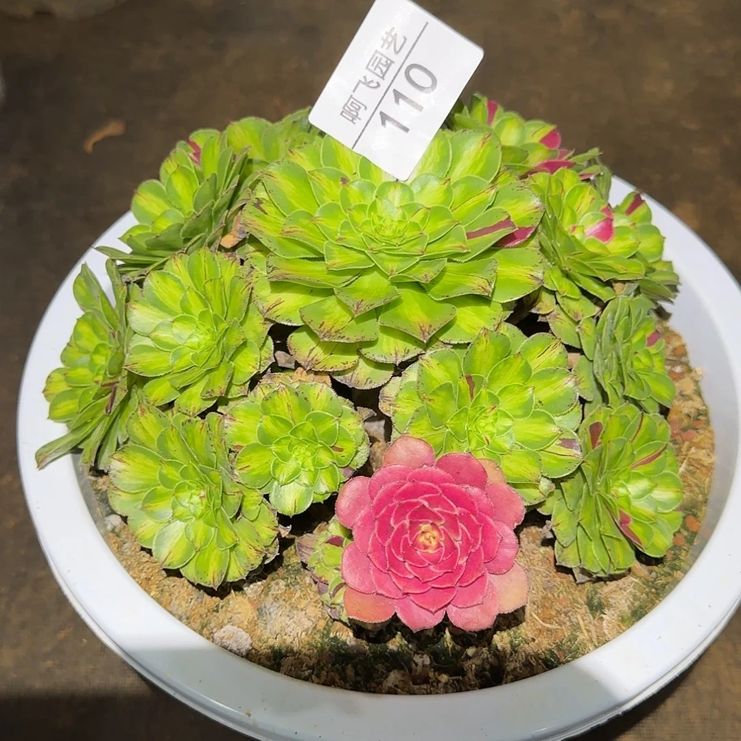 110多肉 知否福利福利