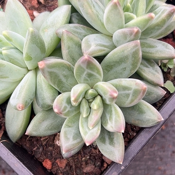 美人特价一物一拍