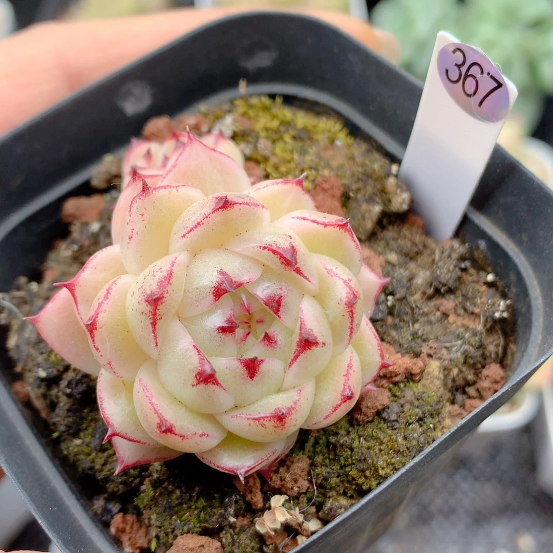 58包邮 群生不包整367