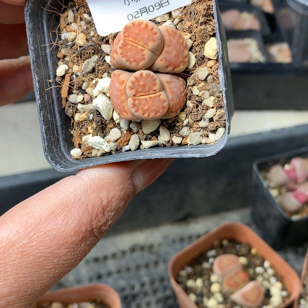 G263多肉植物保护研究所