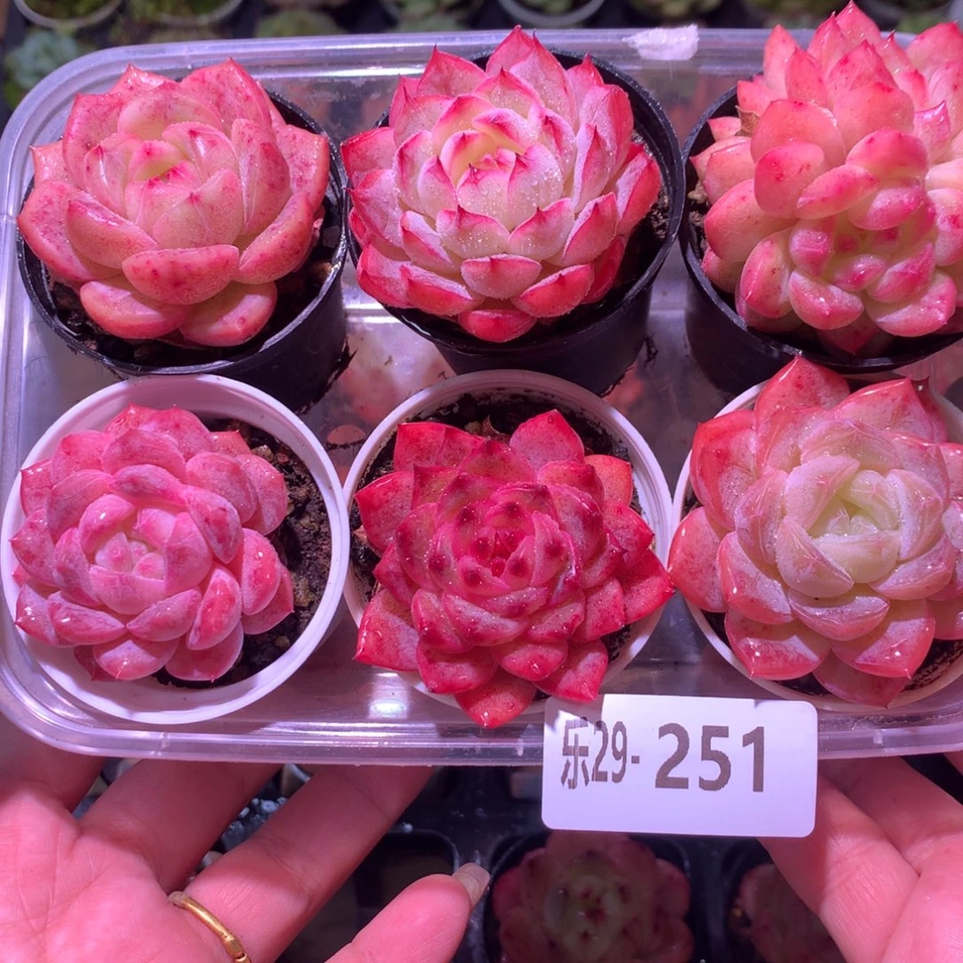 乐然29-251 框拍6颗 带盆土