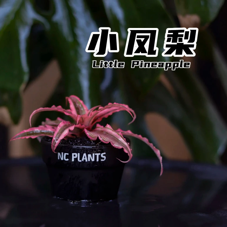 【NC.PLANTS 小凤梨】粉墨撞色 | 新品小浮力 | 带盆成品