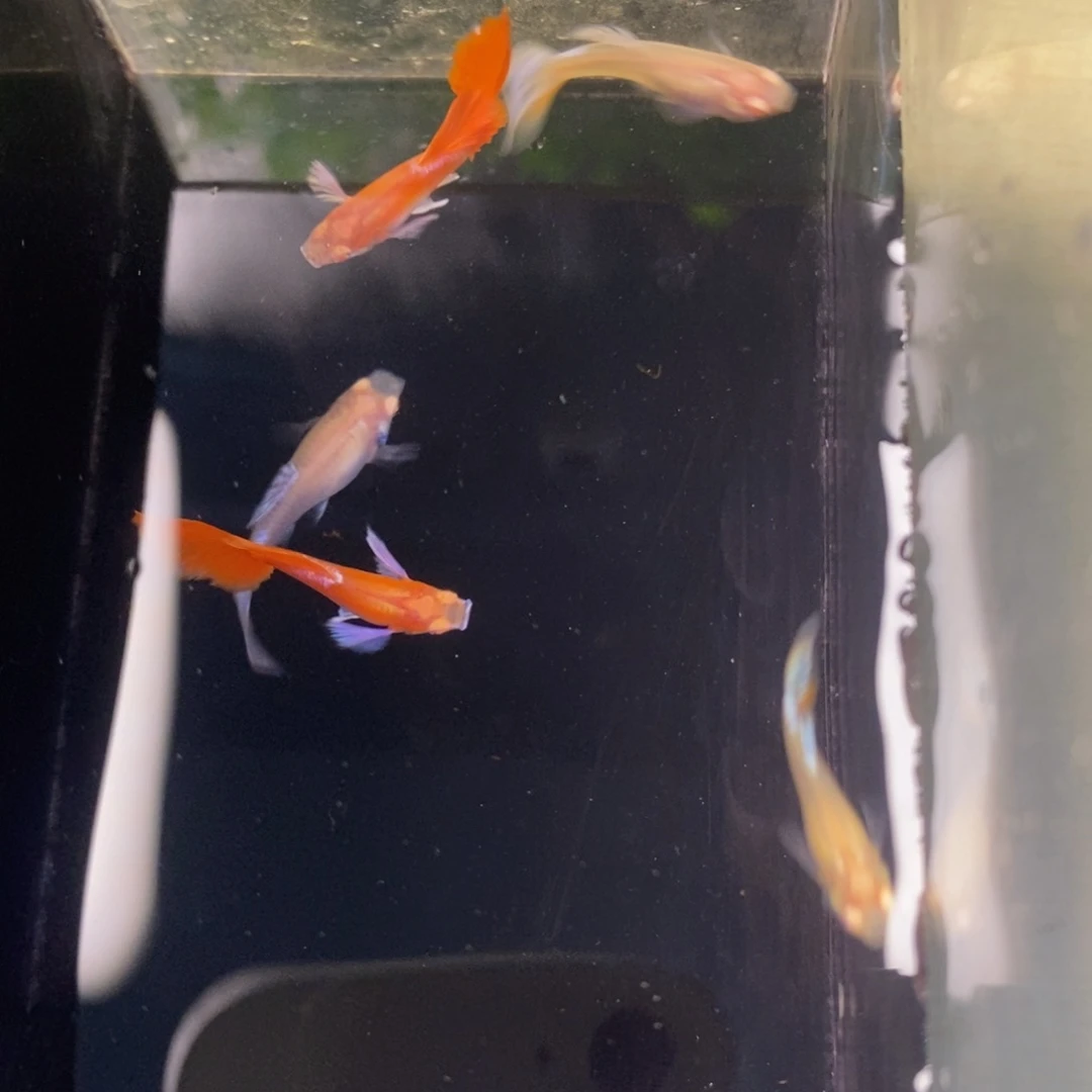 孔雀鱼霓虹大耳5条