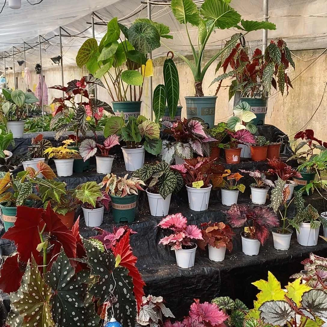 不开花植物皮*虎秋海棠701