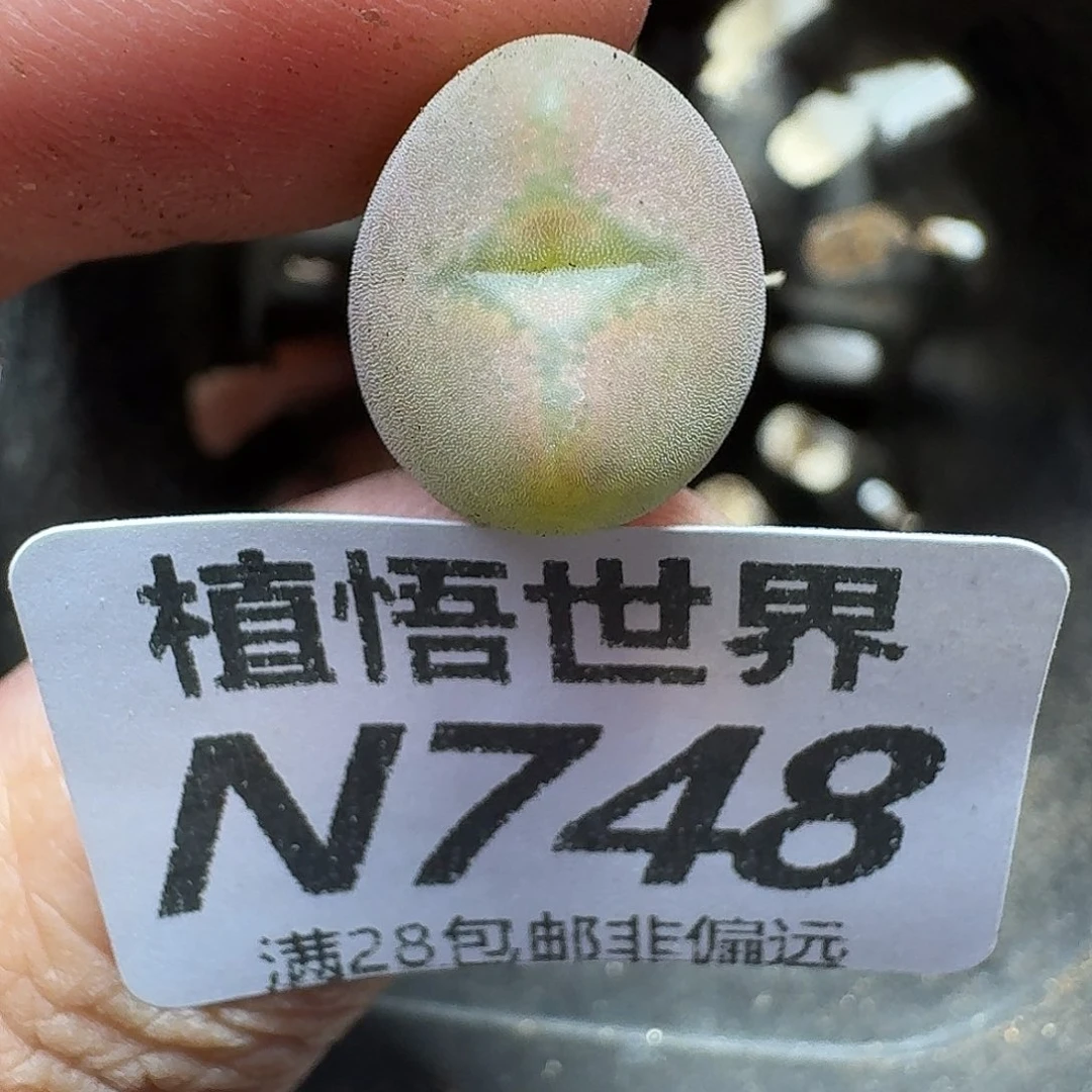 多肉植物的润泽地gh