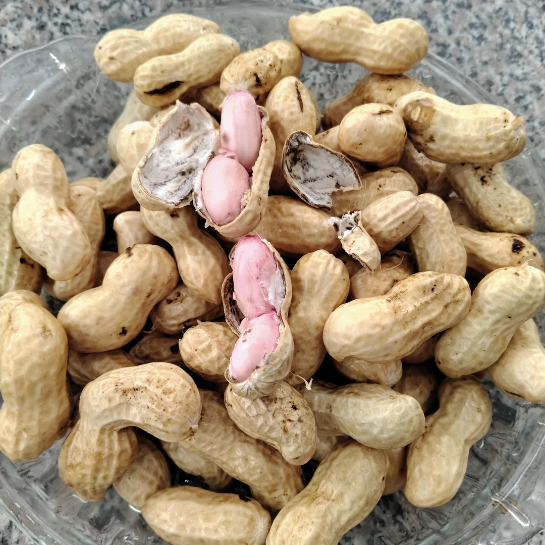 新鲜现挖带壳带泥粉皮花生可生吃水煮农家自种净重4斤