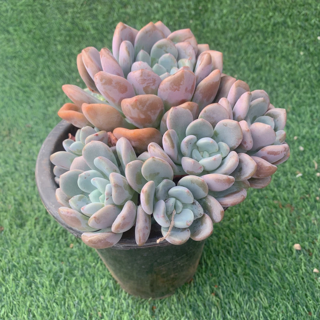 白鹭群9-12CM【花界草堂】精品多肉阳台盆栽新手易养一单包邮