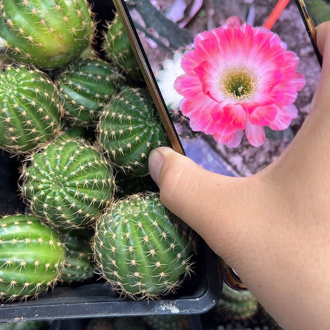 414丽花属仙人球侧芽一颗