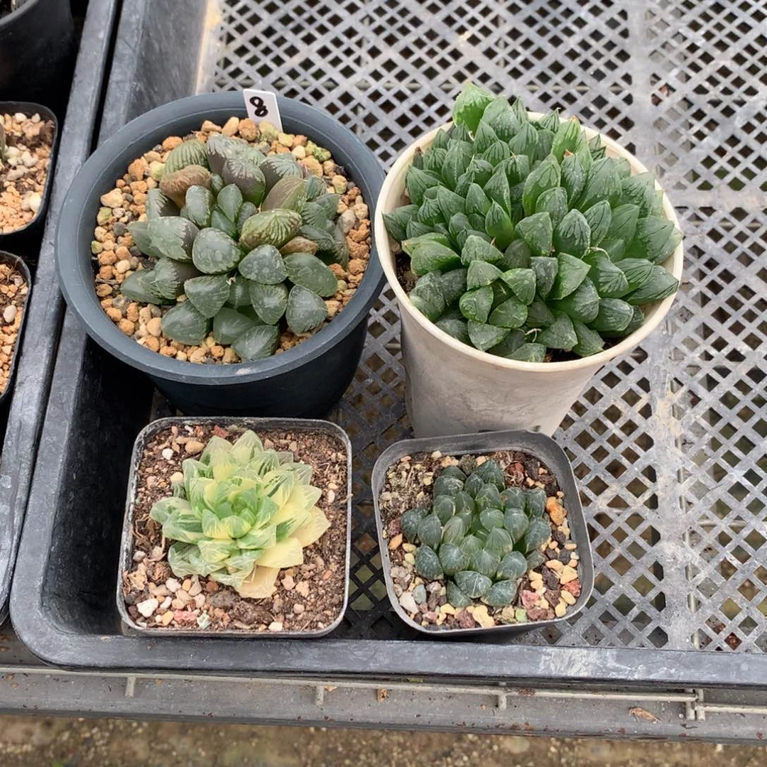 哈***爷直播拍，带盆土发货