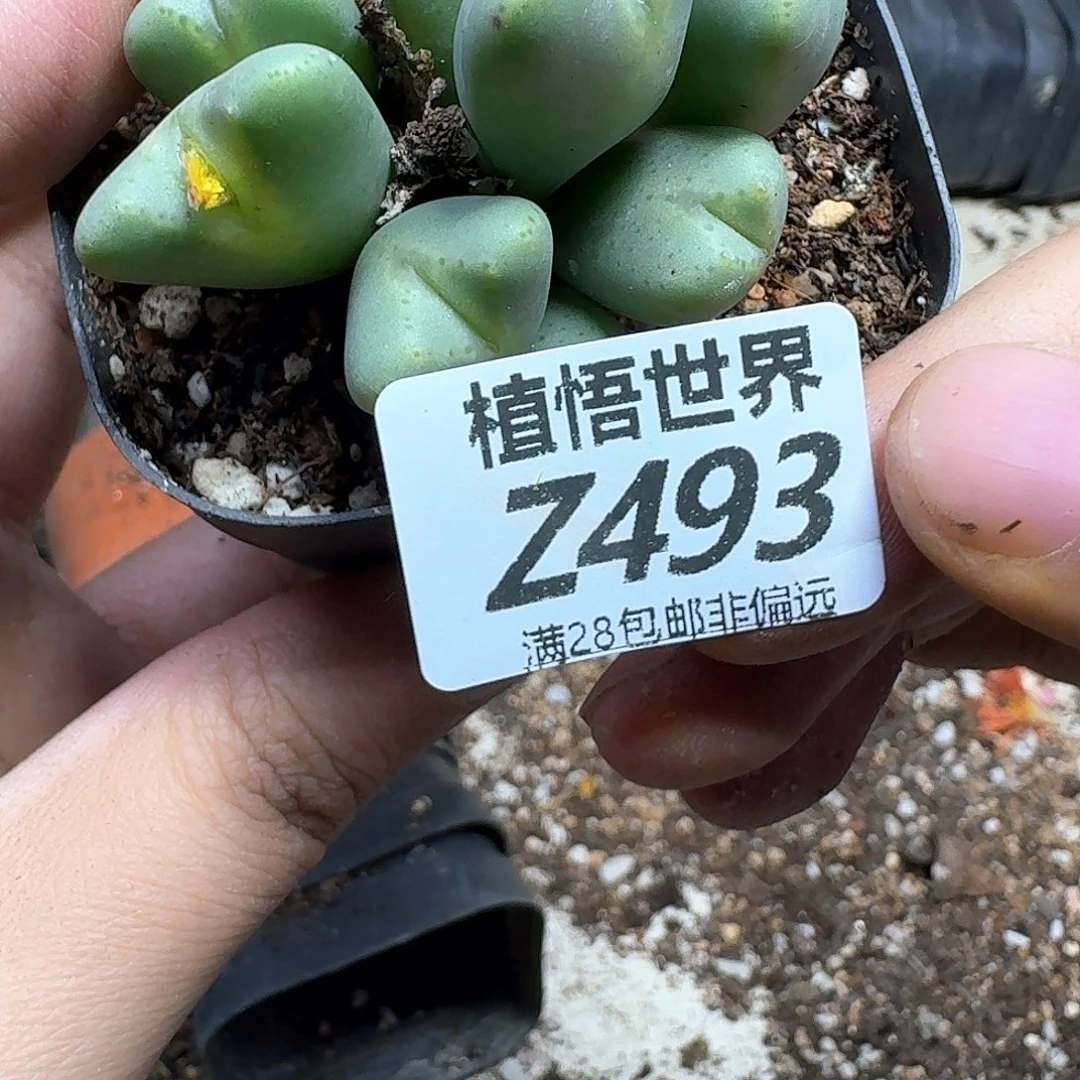 多肉植物的润泽dgbn