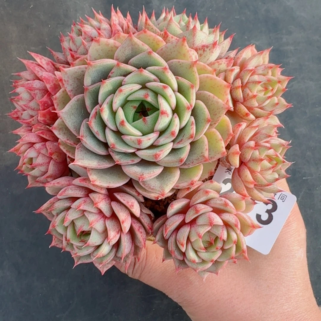 笨吧帝斯      愿你一路坦途，乘风破浪展宏图