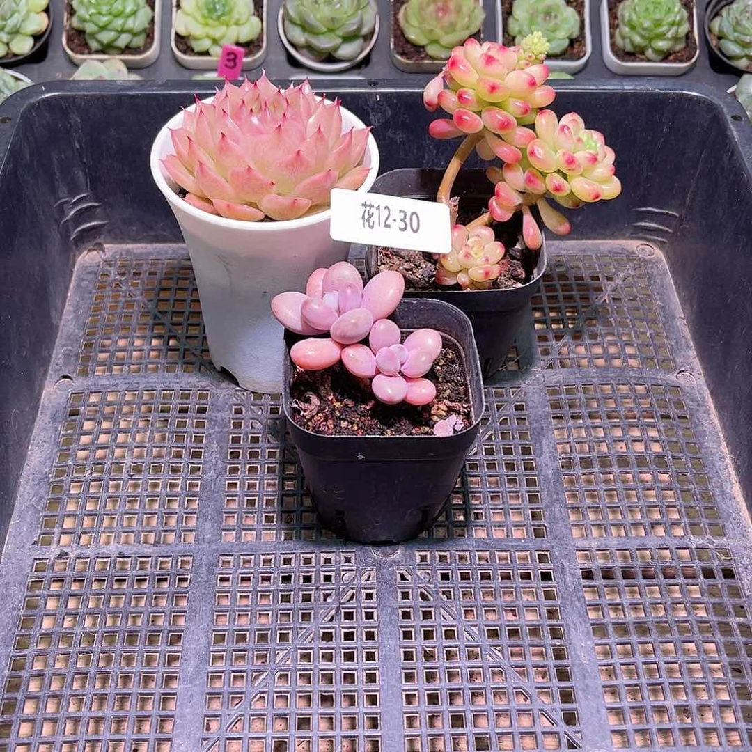 花利美12-30框拍3颗