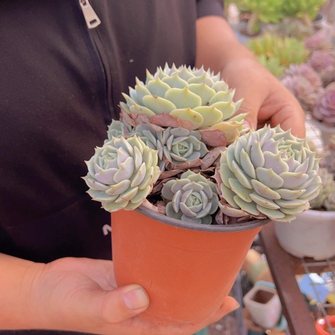 露娜莲大双头带仔，160杯