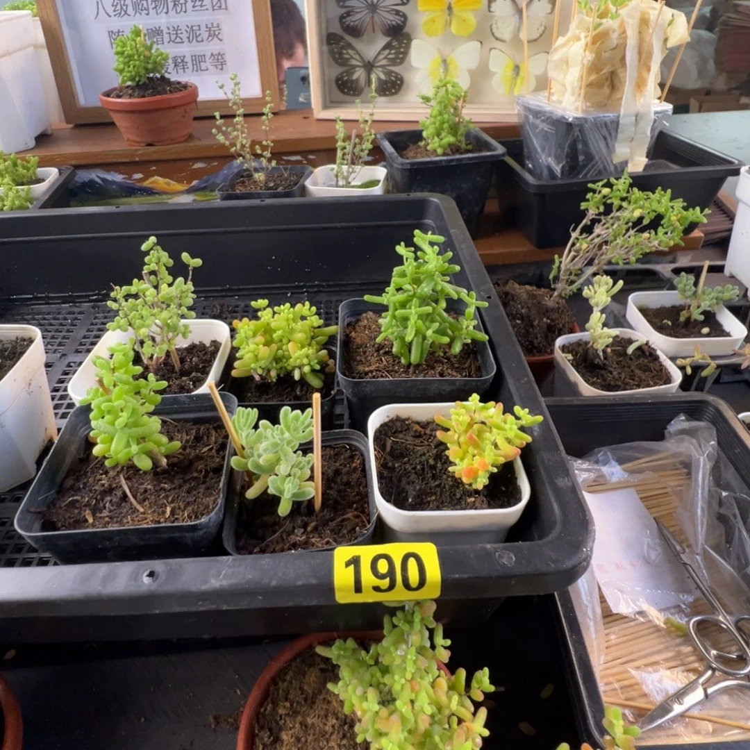 枝干番杏多肉植物190