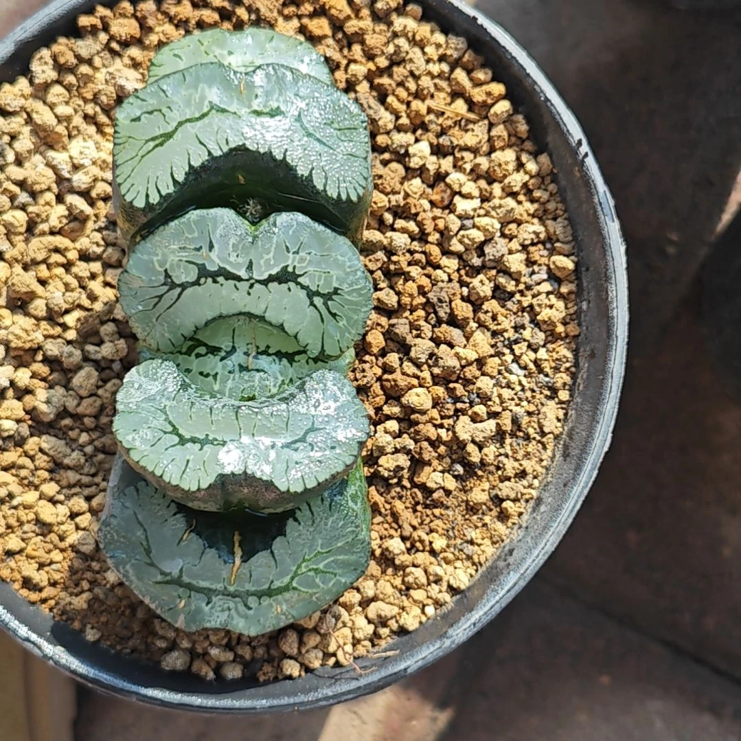 葵御前一颗多肉植物