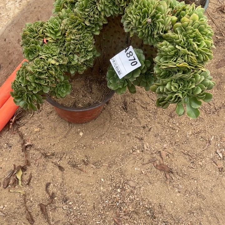 多肉植物绿杨蓉缀870