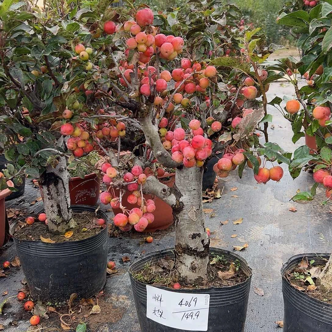 跃***冬红果海棠盆栽木架发货