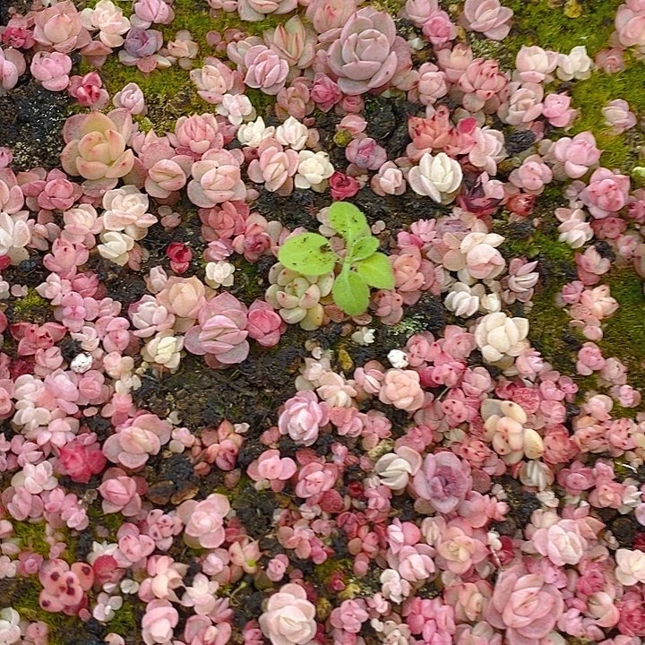 130 多肉植物盆栽花卉盆栽植物