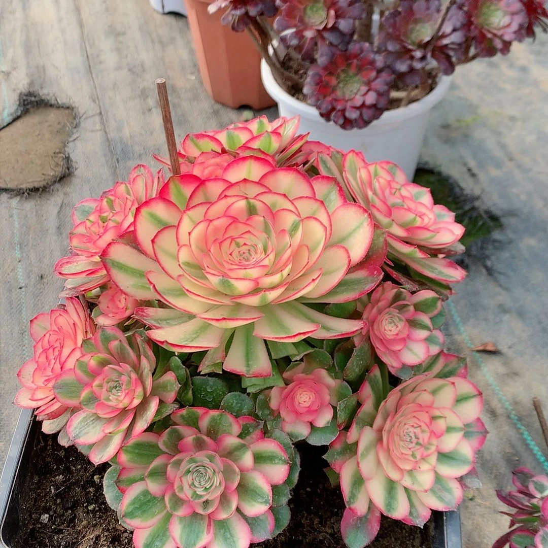 【闪购商品】荔枝多肉