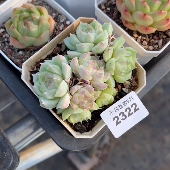 阿雅园艺。         2322女王
