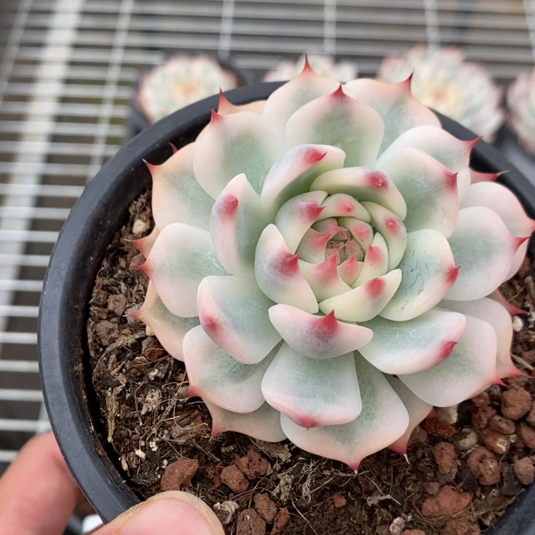 吉娃娃锦多肉植物8591