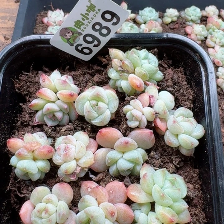 多肉植物多肉植物