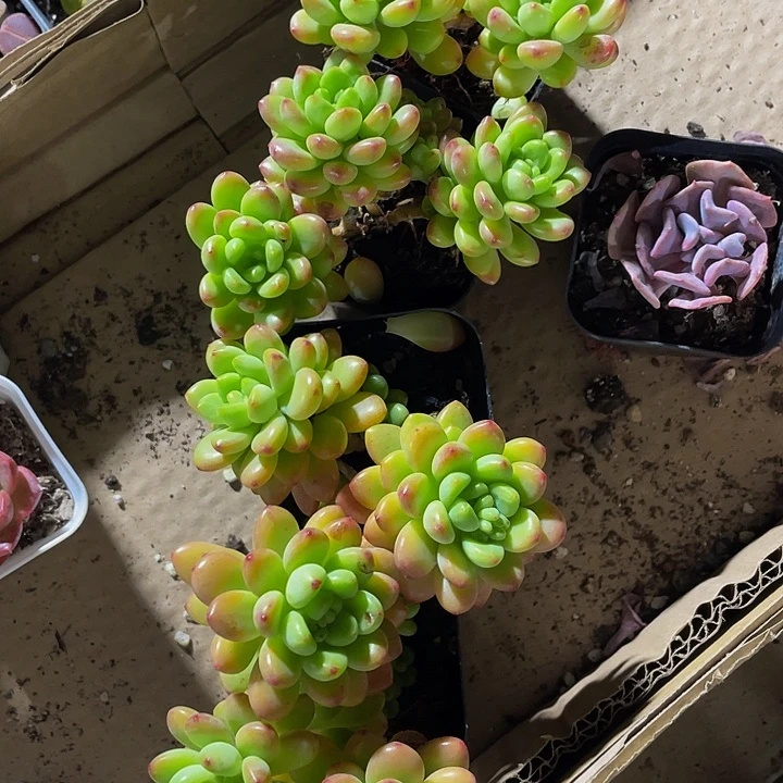 相克里拉带盆土发