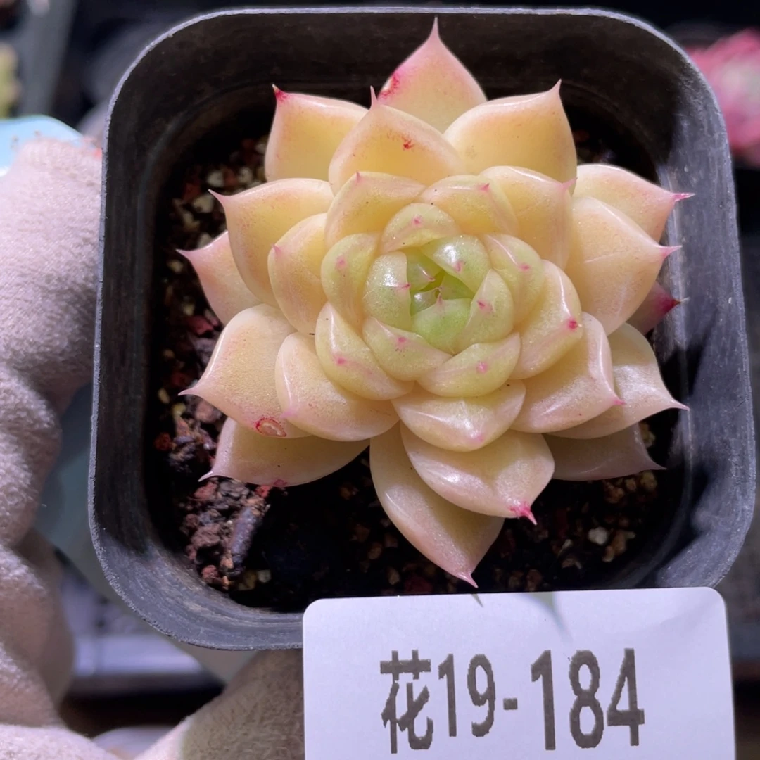 花利美19-184麦秆