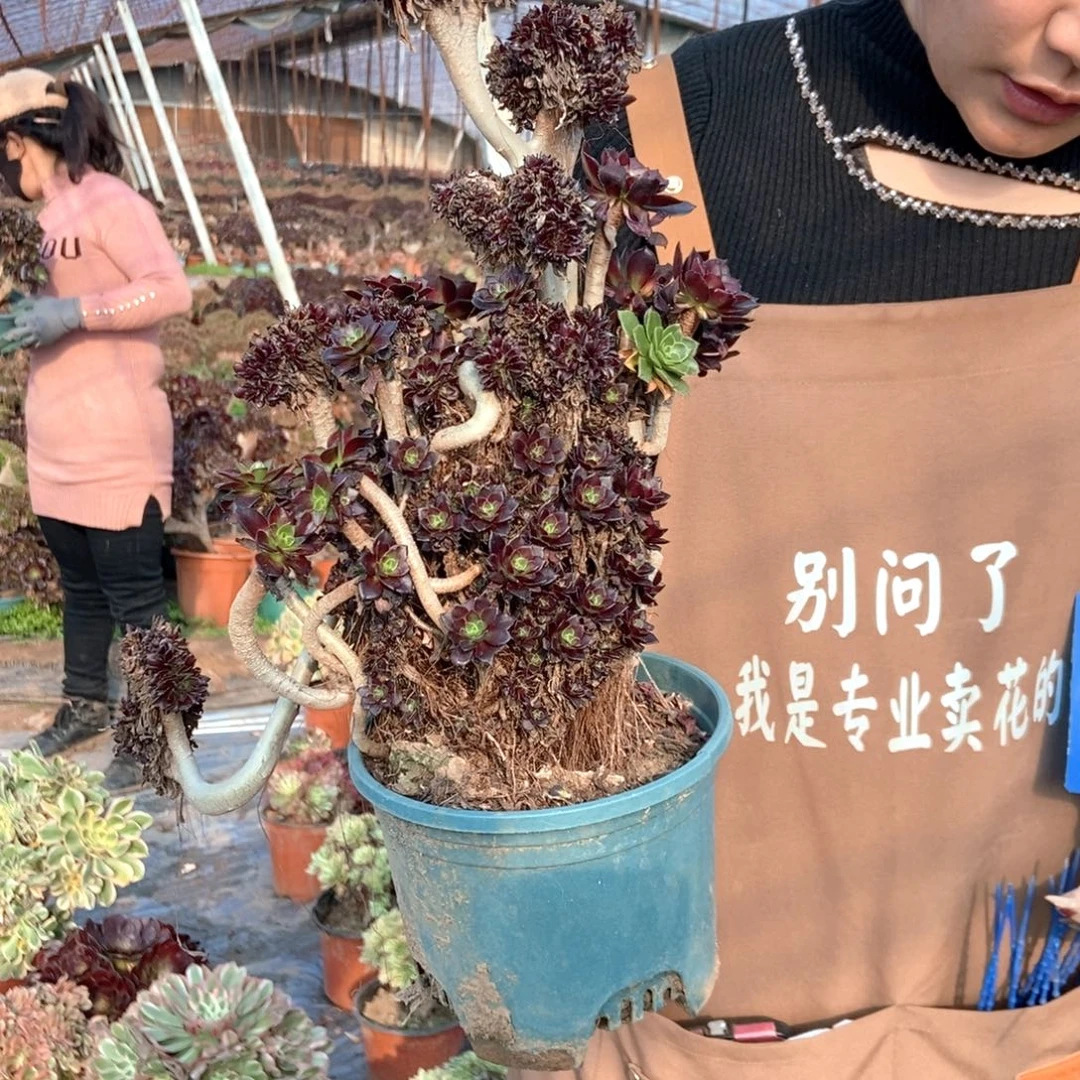 悠***悠421黑缀化老桩老桩老桩