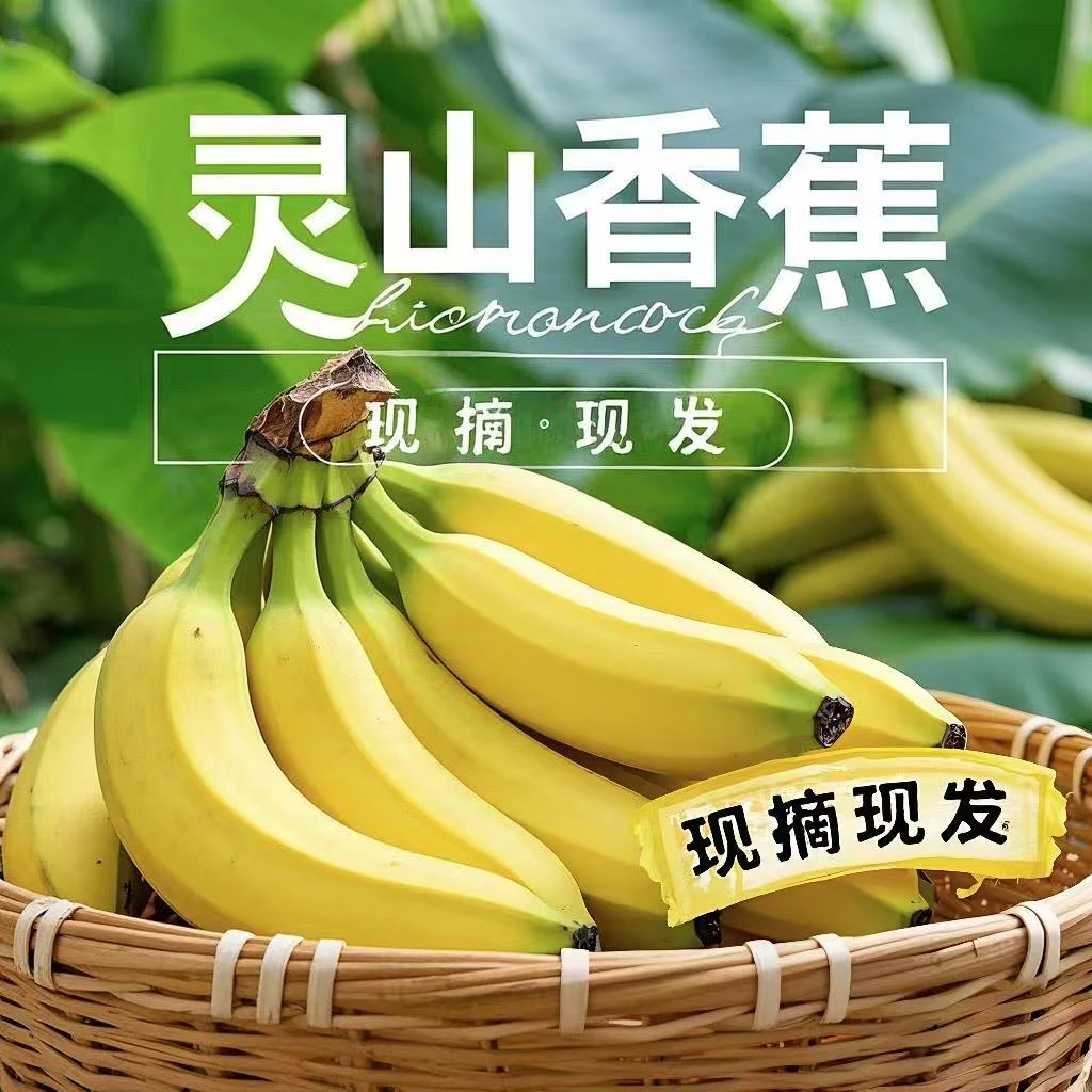 正宗广西西贡蕉 30斤 50斤 精选优果 现摘现发 包邮到家